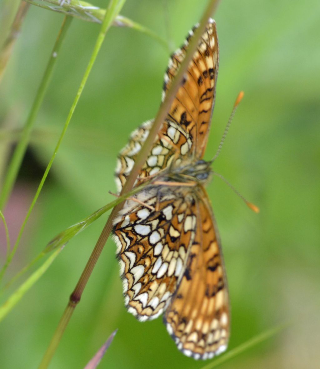 Melitaea ?